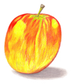 Apple colored pencil drawing