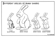 Different Species of Bunny Sharks cartoon