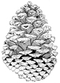 Pinecone technical pen drawing